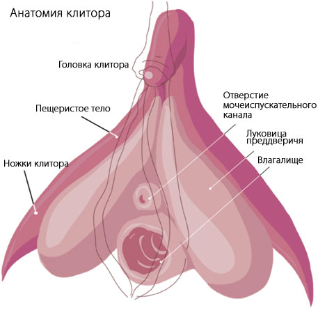 Анатомия клитора