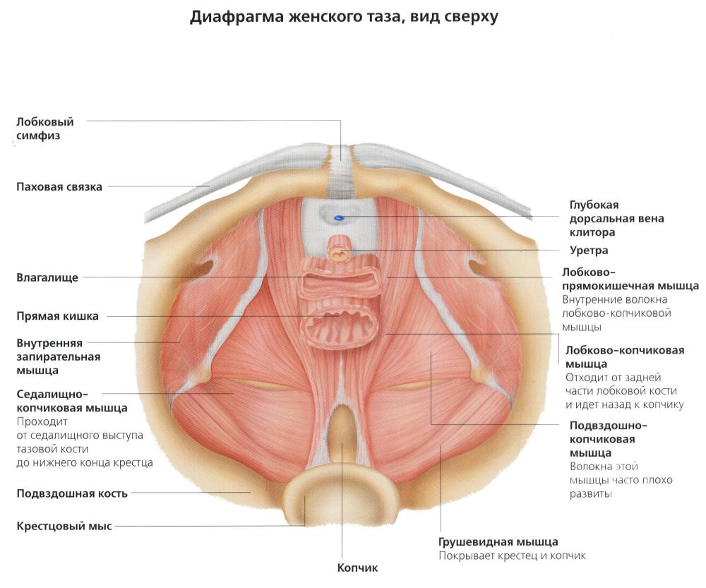 Мышцы тазового дна