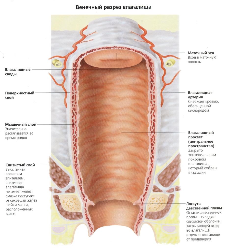 Файл:Penile-Clitoral Structure.JPG