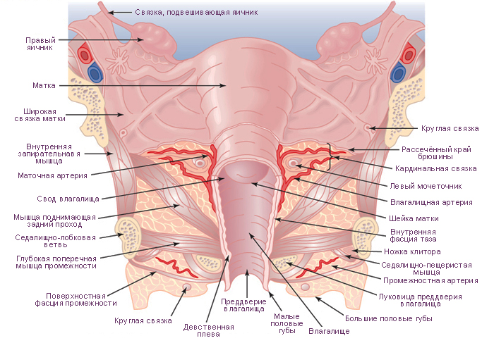 Анатомия связочного аппарата матки