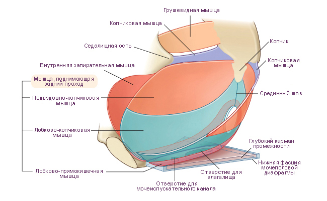Мышцы тазового дна, вид сбоку