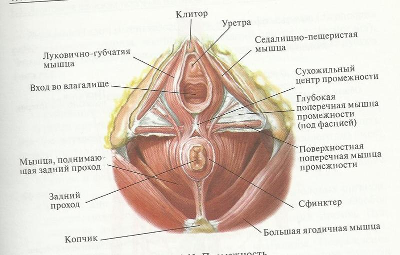 Мышцы тазового дна у женщин