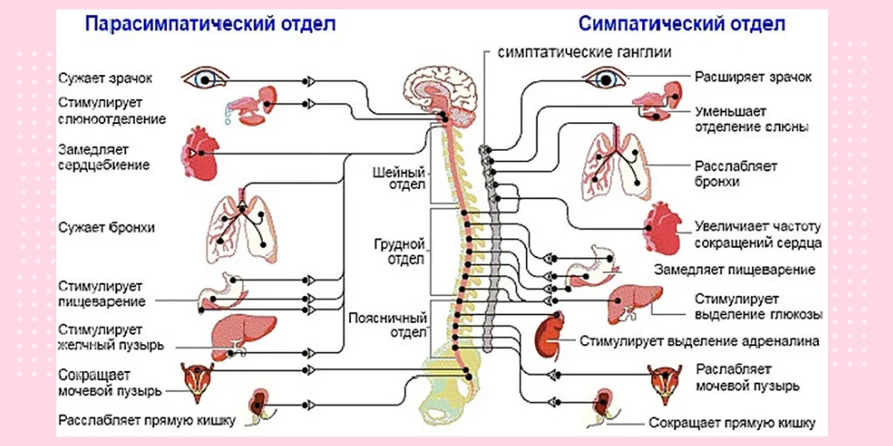 Звуковой массаж камертоном - Human tuning 2